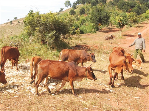 Từ năm 2012, ông K'sớ đã được hỗ trợ 4 con bò cái và 1 con bò đực, mở ra hướng chăn nuôi bò quy mô lớn như hiện nay của gia đình Từ năm 2012, ông K'sớ đã được hỗ trợ 4 con bò cái và 1 con bò đực, mở ra hướng chăn nuôi bò quy mô lớn như hiện nay của gia đình