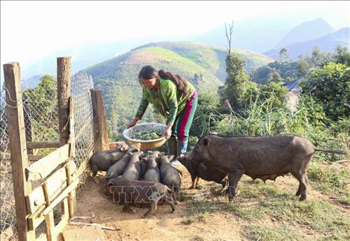 Người dân Sa Dung phát triển chăn nuôi gia súc. Ảnh: Xuân Tư – TTXVN Người dân Sa Dung phát triển chăn nuôi gia súc. Ảnh: Xuân Tư – TTXVN