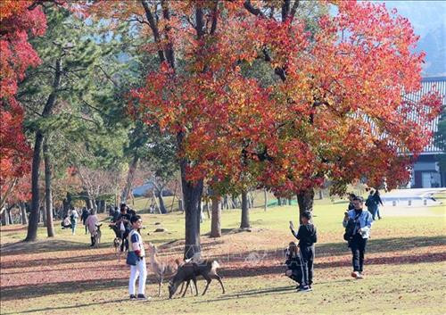 Hình ảnh đàn hươu lang thang dưới các gốc cây, thảm cỏ làm du khách khi đến thăm quan tưởng chừng như lạc vào một khu rừng cổ tích. Thậm chí, hươu còn được người dân Nara xem như một báu vật mà thiên nhiên đã ban tặng cho thành phố này. Ảnh: Huy Hùng – TTXVN Vào mùa thu, lá cây trong công viên Nara chuyển sang màu vàng đỏ rực rỡ, là điểm níu kéo các du khách khắp nơi đến tham quan. Ảnh: Huy Hùng – TTXVN Loài hươu ở đây rất gần gũi với con người bởi chúng đã được người dân địa phương thuần hóa, nên khi đến đây, du khách có thể thoải mái làm quen, vui đùa cùng bầy hươu. Ảnh: Huy Hùng – TTXVN Hươu Nara đã được thuần hóa từ lâu đời nên chúng có thể tiếp cận với con người một cách rất tự nhiên. Ảnh: Huy Hùng – TTXVN Công viên Nara là một trong những điểm du lịch khá nổi tiếng của du lịch Nhật Bản. Ảnh: Huy Hùng – TTXVN Công viên tọa lạc ở nơi thu hút du khách nhất thành phố Nara với những địa điểm nổi tiếng như chùa Todaiji, đền Kasuga Taisha, chùa Kofukuji và bảo tàng quốc tế Nara. Hươu Nara đã được thuần hóa từ lâu đời nên chúng có thể tiếp cận với con người một cách rất tự nhiên. Ảnh: Huy Hùng – TTXVN Chùa Todai-ji trong quần thể công viên Nara được coi là một di sản văn hóa thế giới, được xây dựng vào năm 728. Ngôi chùa được đánh giá là công trình kiến trúc gỗ lớn nhất thế giới. Ảnh: Huy Hùng – TTXVN