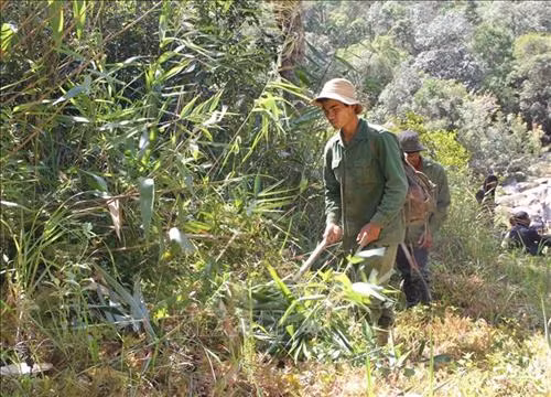 Người dân huyện Krông Bông, Đắk Lắk phát dọn thực bì, phòng chống cháy rừng diện tích rừng được Vườn quốc gia Chư Yang giao khoán. Ảnh: Phạm Cường-TTXVN