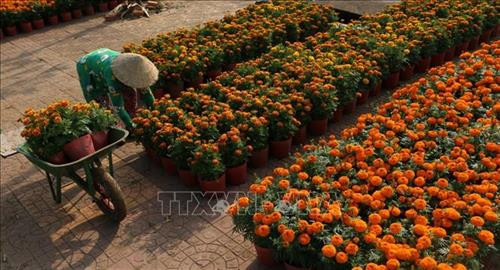 Hoa phục vụ thị trường Tết tại phường 4, thành phố Vị Thanh, Hậu Giang. Ảnh: Duy Khương - TTXVN