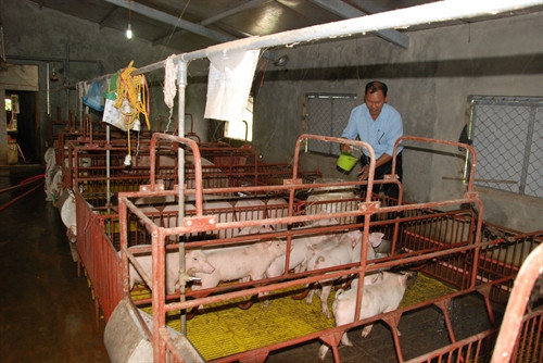 Mô hình mô hình vườn-ao-chuồng của anh Lê Văn Liêm, thôn Tân Mỹ, xã Vĩnh Giang mỗi năm mang lại trên 300 triệu đồng lợi nhuận. Mô hình mô hình vườn-ao-chuồng của anh Lê Văn Liêm, thôn Tân Mỹ, xã Vĩnh Giang mỗi năm mang lại trên 300 triệu đồng lợi nhuận.