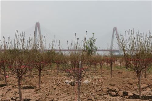 Những cành đào đã lốm đốm ra hoa, phục vụ khách chơi đào sớm. Ảnh: Thành Đạt - TTXVN Dự báo đào Tết năm nay nở muộn, người trồng đào phải rất vất vả chăm sóc để điều chỉnh hoa nở đúng dịp Tết. Ảnh: Thành Đạt - TTXVN Còn gần 1 tháng nữa mới đến Tết, nhưng nhiều gia đình đã mang đào ra phố Lạc Long Quân để bán. Ảnh: Thành Đạt - TTXVN Giống đào "Thất thốn" rất hiếm có giá vài chục triệu, có cây lên đến trăm triệu. Ảnh: Thành Đạt - TTXVN Đa phần các vườn đào Nhật Tân vẫn chưa ra hoa. Ảnh: Thành Đạt - TTXVN Đào Tết xuống phố sớm trên đường Lạc Long Quân. Ảnh: Thành Đạt - TTXVN Trên đường Lạc Long Quân một số chủ vườn đã bày bán đào Tết. Ảnh: Thành Đạt - TTXVN Dự báo đào Tết năm nay nở muộn, người trồng đào phải rất vất vả chăm sóc để điều chỉnh hoa nở đúng dịp Tết. Ảnh: Thành Đạt - TTXVN Những cành đào đã lốm đốm ra hoa, phục vụ khách chơi đào sớm. Ảnh: Thành Đạt - TTXVN Dự báo đào Tết năm nay nở muộn, người trồng đào phải rất vất vả chăm sóc để điều chỉnh hoa nở đúng dịp Tết. Ảnh: Thành Đạt - TTXVN Còn gần 1 tháng nữa mới đến Tết, nhưng nhiều gia đình đã mang đào ra phố Lạc Long Quân để bán. Ảnh: Thành Đạt - TTXVN Giống đào "Thất thốn" rất hiếm có giá vài chục triệu, có cây lên đến trăm triệu. Ảnh: Thành Đạt - TTXVN Đa phần các vườn đào Nhật Tân vẫn chưa ra hoa. Ảnh: Thành Đạt - TTXVN Đào Tết xuống phố sớm trên đường Lạc Long Quân. Ảnh: Thành Đạt - TTXVN Trên đường Lạc Long Quân một số chủ vườn đã bày bán đào Tết. Ảnh: Thành Đạt - TTXVN Dự báo đào Tết năm nay nở muộn, người trồng đào phải rất vất vả chăm sóc để điều chỉnh hoa nở đúng dịp Tết. Ảnh: Thành Đạt - TTXVN