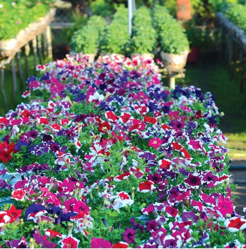 Những chậu hoa dịp giáp Tết thường có giá cao hơn 20 đến 30%.