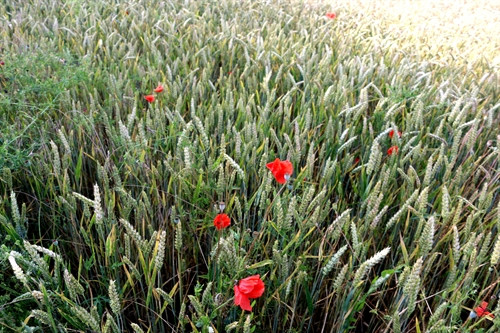 Cánh đồng yến mạch dưới trời mưa ở huyện Nachod