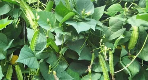 Lợi ích từ đậu rồng ảnh 1