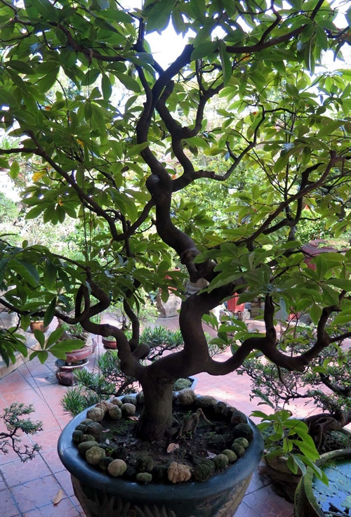 Cây mai có thế "long thăng" khoảng 70 năm tuổi của bà Hà tại Tịnh Gia Viên luôn giành giải nhất trong các cuộc thi hội hoa Xuân của Huế.