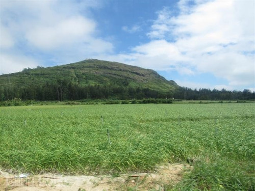 Vẻ đẹp đảo Lý Sơn ảnh 5