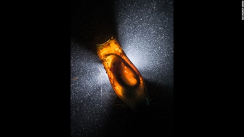 Những tuyệt phẩm dưới nước đạt giải năm 2016 ảnh 2