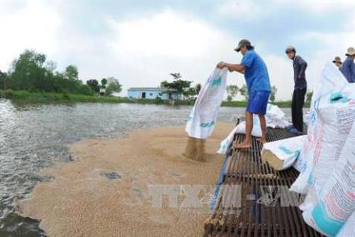 Người nông dân đang cho cá ăn - Ảnh: TTXVN Người nông dân đang cho cá ăn - Ảnh: TTXVN