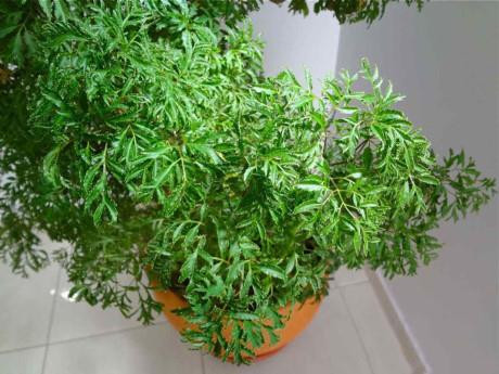 Rất nhiều hộ gia đình trồng chậu đinh lăng trên sân thượng. Ảnh minh họa.