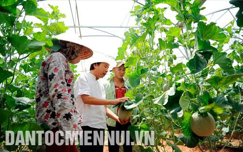 Đồng hành với tỉnh Bình Thuận trong việc chống sa mạc hóa, nhiều doanh nghiệp đã mạnh dạn đầu tư các mô hình nông nghiệp ứng dụng công nghệ cao trên vùng đất sa mạc khô cằn đầy nắng và gió mang lại hiệu quả kinh kế cao. Trong ảnh: Ông Phạm Văn Minh (áo trắng), Giám đốc công ty cổ phần Nông nghiệp công nghệ cao Đông Á hướng dẫn các công nhân cách chăm sóc dưa lưới trồng trong nhà màng tại trang trại của công ty. Ảnh: Phúc Thanh