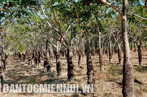 Hàng trăm ha trôm xanh tốt tại vùng đất khô cằn huyện Tuy Phong, tỉnh Bình Thuận. Với năng suất bình quân 300 kg mủ/ha/năm, cây trôm cho thu nhập từ 20 – 30 triệu đồng/ha/năm, giúp nhiều hộ dân thoát nghèo, tạo việc làm, thu nhập ổn định cho nhiều lao động tại địa phương. Ảnh: Nguyễn Thanh