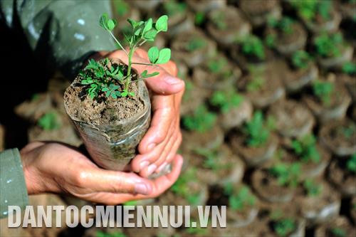 Cây rừng giống đang sinh trưởng xanh tốt tại vườn ươm giống của Ban Quản lý rừng phòng hộ Lê Hồng Phong (xã Hòa Thắng, huyện Bắc Bình, Bình Thuận). Ảnh: Phúc Thanh