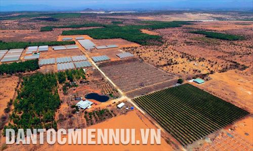 Trang trại trồng dưa lưới và thanh long theo mô hình nông nghiệp công nghệ cao của Công ty cổ phần Nông nghiệp công nghệ cao Đông Á trên vùng “tiểu sa mạc” thuộc xã Hòa Thắng (huyện Bắc Bình, tỉnh Bình Thuận) với 16 nhà màng trồng dưa dưới và 2ha thanh long trồng theo giàn. Ảnh: Phúc Thanh