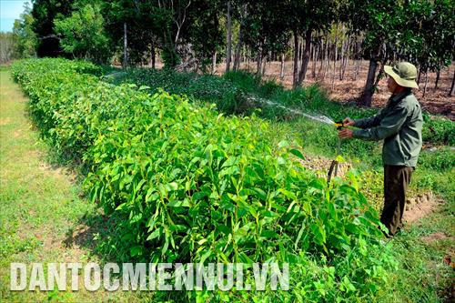 Chăm sóc các loại cây rừng giống tại vườn ươm giống của Ban Quản lý rừng phòng hộ Lê Hồng Phong (xã Hòa Thắng, huyện Bắc Bình, Bình Thuận). Ảnh: Phúc Thanh