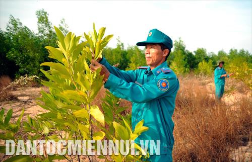 Cán bộ Ban Quản lý rừng phòng hộ Lê Hồng Phong kiểm tra tỷ lệ sống sót các loại cây rừng được trồng tại khu vực xã Hòa Thắng (huyện Bắc Bình, Bình Thuận). Ảnh: Phúc Thanh