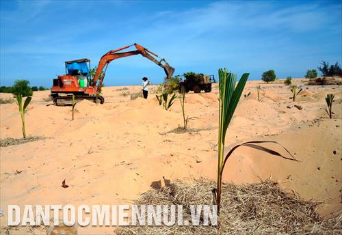 Mô hình phát triển cây dừa trên đất cát vừa giúp các hộ nông dân địa phương có thu nhập ổn định, vừa giữ gìn vẻ đẹp biển xứ biển, góp phần vào sự phát triển chung của ngành du lịch tỉnh Bình Thuận. Trong ảnh: Người dân trồng dừa tại khu vực xã Hòa Thắng (huyện Bắc Bình, tỉnh Bình Thuận). Ảnh: Phúc Thanh