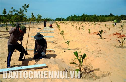Mô hình phát triển cây dừa trên đất cát vừa giúp các hộ nông dân địa phương có thu nhập ổn định, vừa giữ gìn vẻ đẹp biển xứ biển, góp phần vào sự phát triển chung của ngành du lịch tỉnh Bình Thuận. Trong ảnh: Người dân trồng dừa tại khu vực xã Hòa Thắng (huyện Bắc Bình, tỉnh Bình Thuận). Ảnh: Phúc Thanh