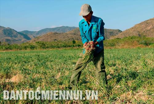 Thu hoạch hành tím tại (Vĩnh Tân, Tuy Phong, Bình Thuận). Ảnh: Nguyễn Thanh
