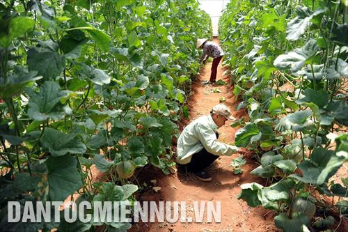 Các công nhân kiểm tra và chăm sóc dưa lưới trồng trong nhà màng tại trang trại của công ty cổ phần Nông nghiệp công nghệ cao Đông Á thuộc xã Hòa Thắng (huyện Bắc Bình, tỉnh Bình Thuận). Ảnh: Phúc Thanh