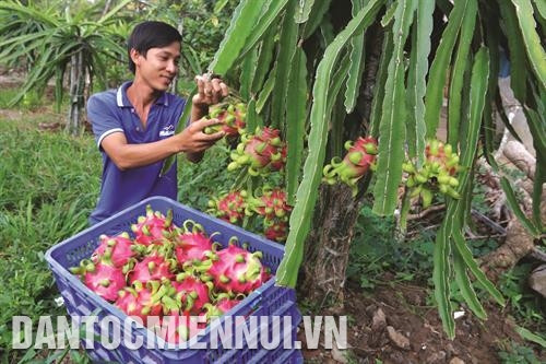 Ðồng bào Khmer ứng dụng mô hình tưới phun sương tiết kiệm nước trên diện tích lạc mới xuống giống ở ấp Sóc Giụp, xã Long Sơn, huyện Cầu Ngang (Trà Vinh). Ảnh: An Hiếu Nhà vườn ở xã Nguyệt Hóa, huyện Châu Thành thu hoạch thanh long ruột đỏ trái vụ. Ảnh: An Hiếu Ðồng bào Khmer ứng dụng mô hình tưới phun sương tiết kiệm nước trên diện tích lạc mới xuống giống ở ấp Sóc Giụp, xã Long Sơn, huyện Cầu Ngang (Trà Vinh). Ảnh: An Hiếu Nhà vườn ở xã Nguyệt Hóa, huyện Châu Thành thu hoạch thanh long ruột đỏ trái vụ. Ảnh: An Hiếu