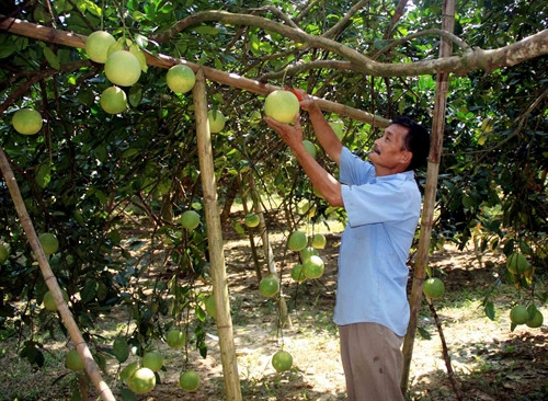 Bưởi đường Xuân Vân được công nhận thương hiệu từ năm 2014. Bưởi đường Xuân Vân được công nhận thương hiệu từ năm 2014.
