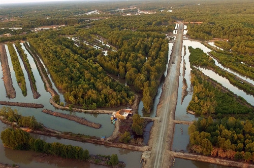 Rừng ngập mặn tại Vườn Quốc Gia Mũi Cà Mau.
