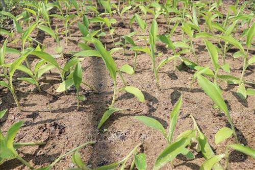 Nhân giống chuối Cô đơn tại Vườn quốc gia Phước Bình (huyện Bác Ái, Ninh Thuận). Ảnh: Nguyễn Thành – TTXVN