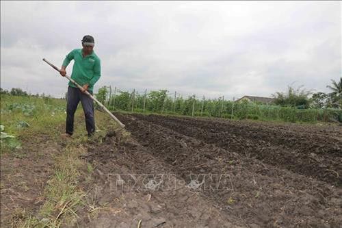 Nông dân huyện Châu Thành chuyển đổi đất trồng lúa sang trồng màu cho thu nhập tăng gấp 4 lần. Ảnh: Thanh Hòa – TTXVN Nông dân huyện Châu Thành chuyển đổi đất trồng lúa sang trồng màu cho thu nhập tăng gấp 4 lần. Ảnh: Thanh Hòa – TTXVN