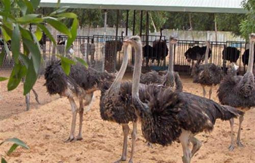 Nuôi đà điểu tăng thu nhập. Ảnh: wikiohana.net Nuôi đà điểu tăng thu nhập. Ảnh: wikiohana.net