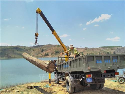 Sáng 26/3/2019, Hạt Kiểm lâm thành phố Kon Tum (tỉnh Kon Tum) vừa bắt giữ một vụ vận chuyển hơn 11m³ gỗ không rõ nguồn gốc. Hiện toàn bộ tang vật và phương tiện đã được đưa về trụ sở Hạt kiểm lâm chờ xử lý. Ảnh: Quang Thái - TTXVN