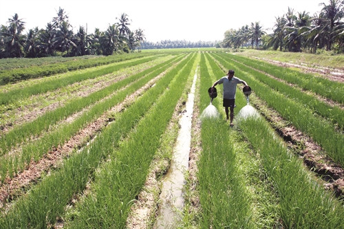 Đồng bào Khmer ở huyện Tiểu Cần chuyển đổi đất trồng lúa kém hiệu quả sang trồng màu. Đồng bào Khmer ở huyện Tiểu Cần chuyển đổi đất trồng lúa kém hiệu quả sang trồng màu.