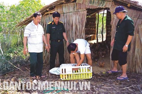 Chuyển giao gà giống cho hộ dân nghèo ở xã Phú Mỹ, huyện Giang Thành.