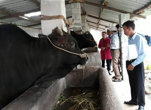 Đoàn cán bộ khuyến nông các tỉnh phía Nam thăm mô hình nuôi bò vỗ béo của anh Phình. Ảnh: khuyennongvn.gov.vn Đoàn cán bộ khuyến nông các tỉnh phía Nam thăm mô hình nuôi bò vỗ béo của anh Phình. Ảnh: khuyennongvn.gov.vn