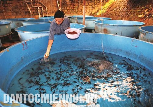 Công ty trách nhiệm hữu hạn một thành viên cá tầm Việt Nam, hồ Tuyền Lâm, thành phố Đà Lạt, mỗi năm cung cấp hơn 1,5 triệu con giống và hơn 5 tấn cá tầm thương phẩm, doanh thu đạt hơn 12 tỷ đồng Công ty trách nhiệm hữu hạn một thành viên cá tầm Việt Nam, hồ Tuyền Lâm, thành phố Đà Lạt, mỗi năm cung cấp hơn 1,5 triệu con giống và hơn 5 tấn cá tầm thương phẩm, doanh thu đạt hơn 12 tỷ đồng