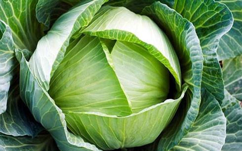 Những tác dụng tuyệt vời của bắp cải có thể bạn chưa biết ảnh 1 Những tác dụng tuyệt vời của bắp cải có thể bạn chưa biết ảnh 1