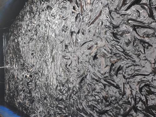 Trung bình cứ 15m2 diện tích của anh Nhựt đạt gần 3 tấn cá thương phẩm. Ảnh : nongnghiep.vn Trung bình cứ 15m2 diện tích của anh Nhựt đạt gần 3 tấn cá thương phẩm. Ảnh : nongnghiep.vn