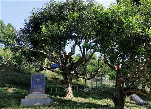 Cây chè Tổ trên đất Suối Giàng, Văn Chấn. Ảnh: Tuấn Anh-TTXVN Cây chè Tổ trên đất Suối Giàng, Văn Chấn. Ảnh: Tuấn Anh-TTXVN