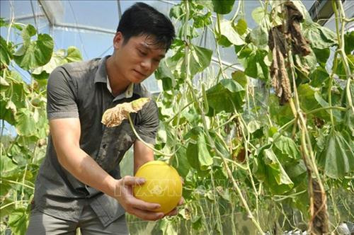 Sản phẩm dưa Kim Hoàng Hậu trồng trong nhà màng của anh Trịnh Như Lực, thôn Xuân Lập, xã Ngọc Phụng, huyện miền núi Thường Xuân. Ảnh: Nguyễn Nam-TTXVN