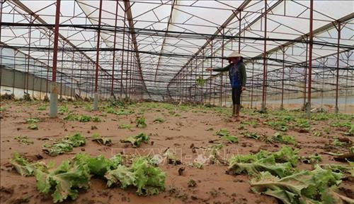 Vùng sản xuất nông nghiệp công nghệ cao ở Lâm Đồng tan hoang sau lũ. Ảnh :Nguyễn Ngọc Dũng - TTXVN