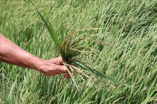 Đồng lúa đang kỳ phơi màu, trổ bông bị mưa lũ làm hư hỏng gần như không thể cho thu hoạch. Ảnh: Anh Dũng – TTXVN