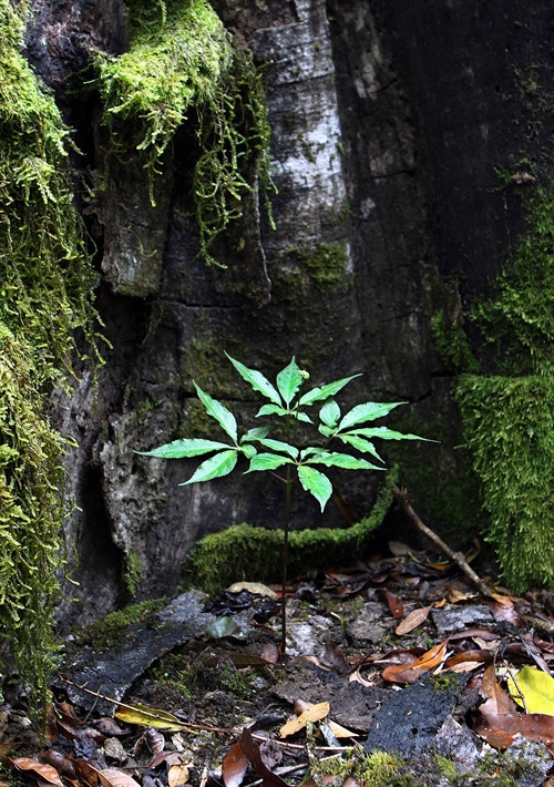 Cây sâm Ngọc Linh sống dưới các tán rừng ở độ cao hơn 1500 mét so với mực nước biển. Ảnh: Dương Giang- TTXVN Cây sâm Ngọc Linh sống dưới các tán rừng ở độ cao hơn 1500 mét so với mực nước biển. Ảnh: Dương Giang- TTXVN