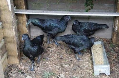 Đặc sản gà đen của người Mông ảnh 1 Đặc sản gà đen của người Mông ảnh 1