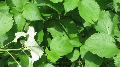 Cây gai và những công dụng tuyệt vời với phụ nữ ảnh 3