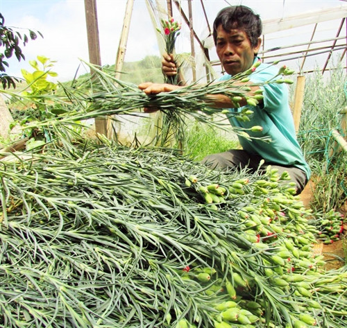 Sản xuất liên canh trong nhà kính đất bậc thang ở Lộc Quý, Xuân Thọ, hàng tuần đều có sản phẩm thu hoạch