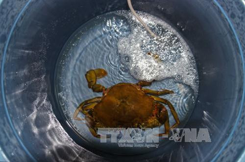 Cà Mau làm giàu từ nghề ương nuôi cua giống ảnh 6 Cà Mau làm giàu từ nghề ương nuôi cua giống ảnh 6