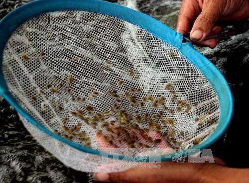 Cà Mau làm giàu từ nghề ương nuôi cua giống ảnh 3 Cà Mau làm giàu từ nghề ương nuôi cua giống ảnh 3