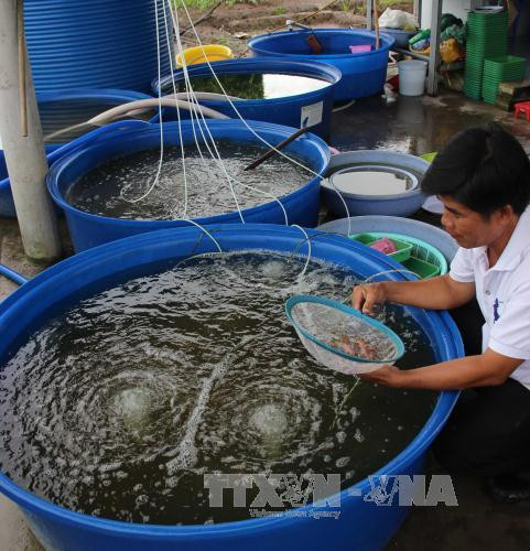 Cà Mau làm giàu từ nghề ương nuôi cua giống ảnh 2 Cà Mau làm giàu từ nghề ương nuôi cua giống ảnh 2