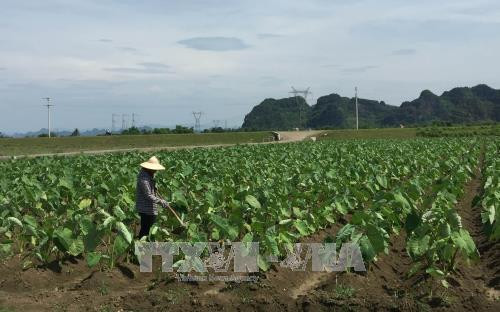 Cánh đồng mẫu lớn tại huyện Nho Quan, tỉnh Ninh Bình. Ảnh: Hải Yến - TTXVN Cánh đồng mẫu lớn tại huyện Nho Quan, tỉnh Ninh Bình. Ảnh: Hải Yến - TTXVN
